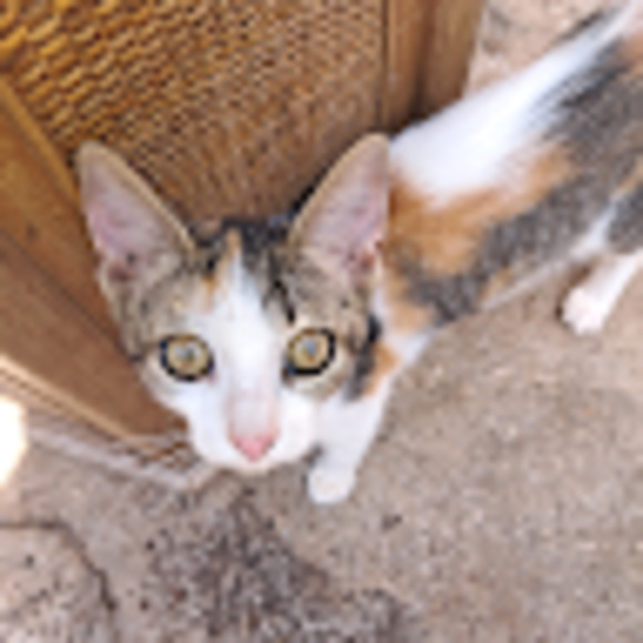 Meet your Posher, Daniel - Picture 1 of 1